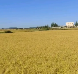 新五常稻花香大米、贡米、养生发酵米 新五常稻花香大米、贡米、养生发酵米